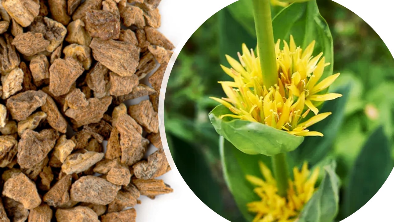 Product Snapshot – Gentian Roots